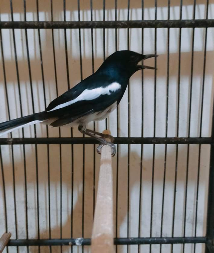jual-beli-burung-dan-pakan