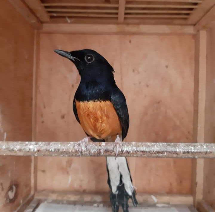 jual-beli-burung